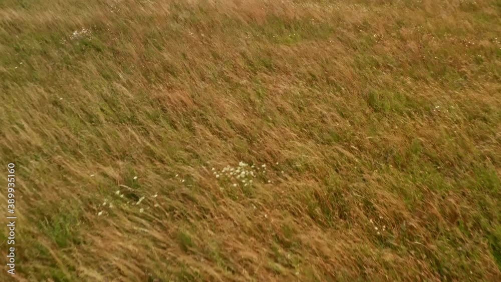 Flying over a field of grass and wheat Flying over a field of grass and wheat
