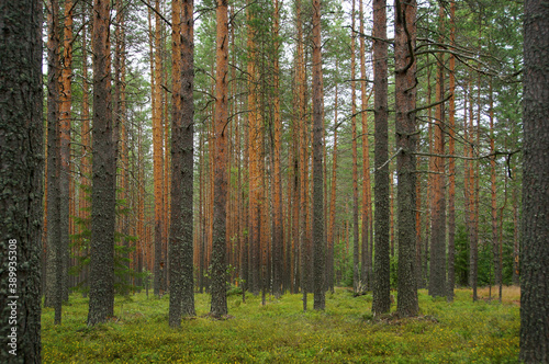 Forest of pine in Karelia