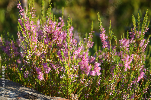 Photos pink flowers   Heather blooming in Karelia
