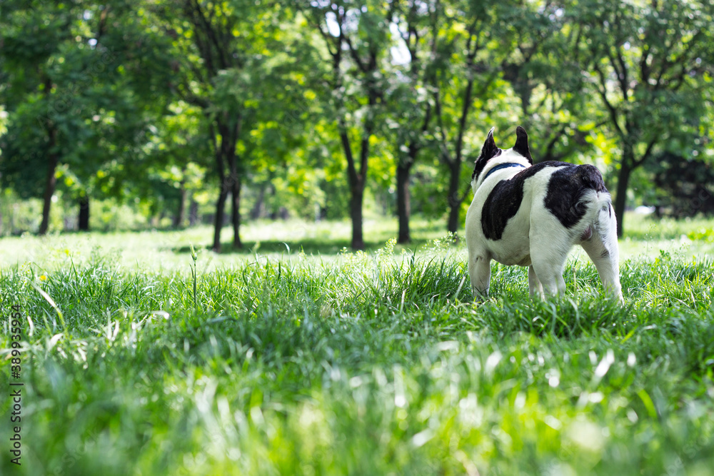 Dog French Bulldog in the public park Dog French Bulldog in the public park