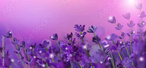 Blooming violet lavender field. Flowers lavender glitter over at sunset. Violet fragrant lavender flowers. Illustration with for perfumery, health products, wedding. Provence, France. Vector. 