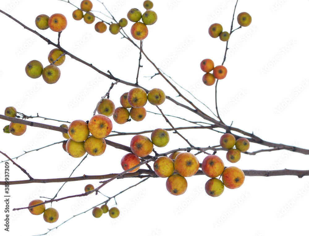 Ripe apples are hanging on a branch.
