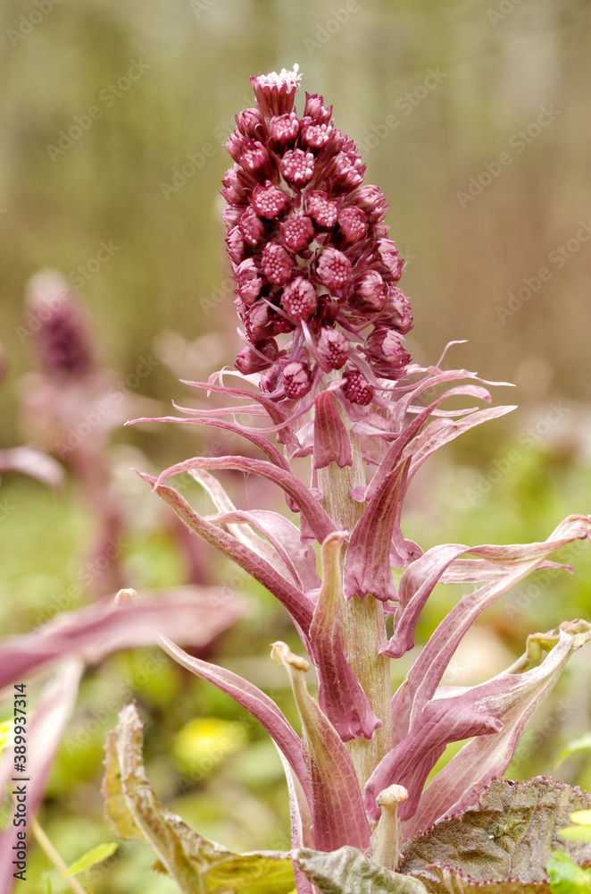 Butterbur hybrid is a useful medicinal plant.