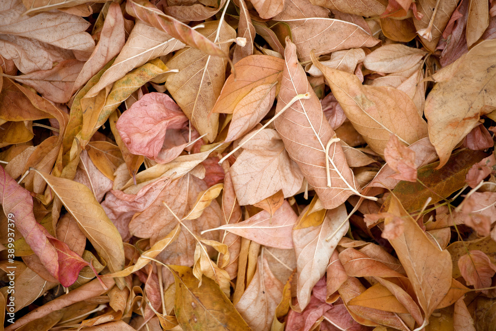 Yellow fallen leaves close-up. Botanical background. Autumn, September, October concept. Yellow fallen leaves close-up. Botanical background. Autumn, September, October concept.