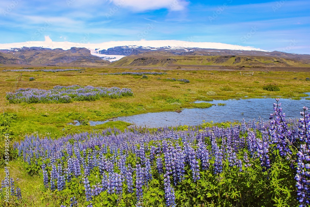 Beautiful lupines blossoming in the Icelandic summer