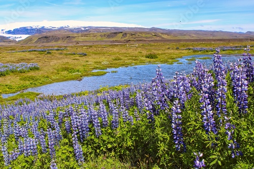 Beautiful lupines blossoming in the Icelandic summer