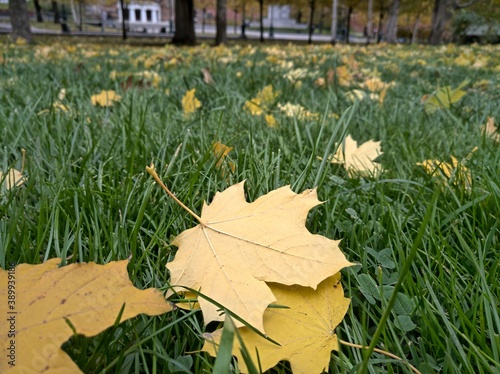 autumn