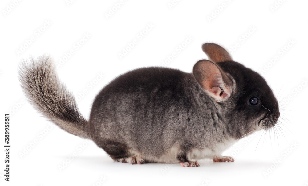Obraz premium Little gray chinchilla.