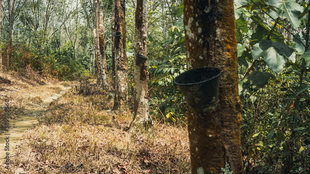 An abandoned black plastic latex bowl for rubber milk hanging on the tree. Unused rubber container filled with rain water. Milky latex extraction plantation. Vintage concept. Focus on foregrounds. An abandoned black plastic latex bowl for rubber milk hanging on the tree. Unused rubber container filled with rain water. Milky latex extraction plantation. Vintage concept. Focus on foregrounds.