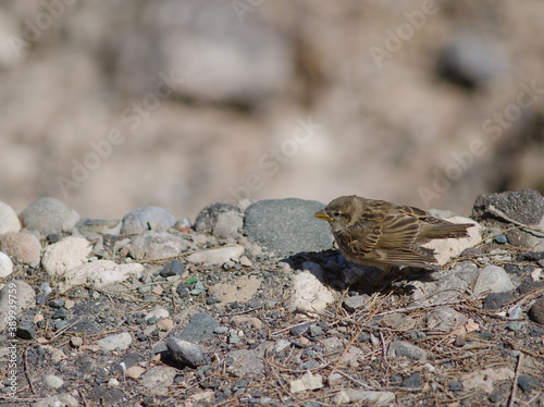 Juvenile Spanish sparrow Passer hispaniolensis in Arinaga. Aguimes. Gran Canaria. Canary Islands. Spain. photo