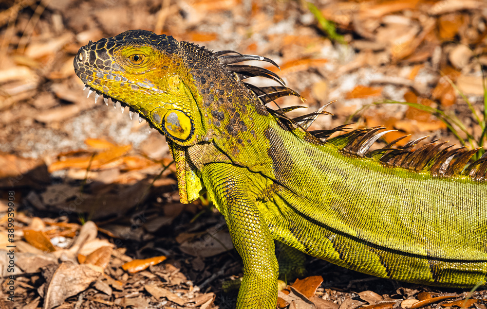 Obraz premium Iguana in nature