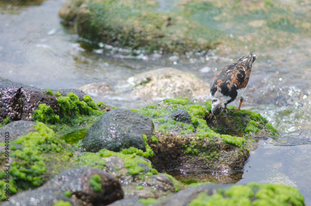 Ruddy turnstone Arenaria interpres searching for food. Arinaga. Aguimes. Gran Canaria. Canary Islands. Spain. Ruddy turnstone Arenaria interpres searching for food. Arinaga. Aguimes. Gran Canaria. Canary Islands. Spain.