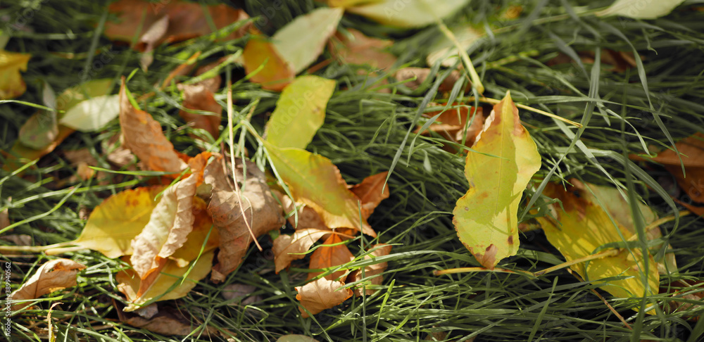 Close up fallen leaves on the green grass. Autumn background. Sunny day in the forest Close up fallen leaves on the green grass. Autumn background. Sunny day in the forest