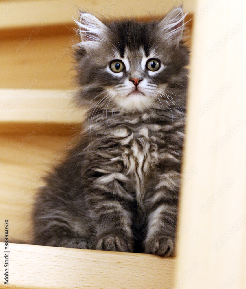 Kleine Katze, grau-weiss getigert, sitzt auf Treppe