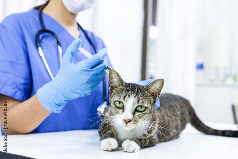Cat on examination table of veterinarian clinic. Veterinary care. Vet doctor and cat. Cat on examination table of veterinarian clinic. Veterinary care. Vet doctor and cat.