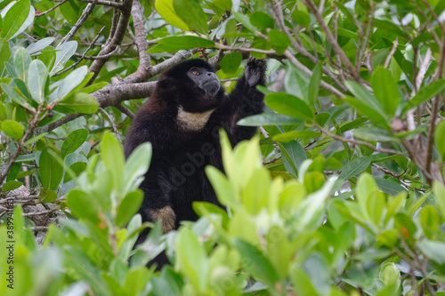 Lucifer Titi or Yellow-handed Titi Monkey (Callicebus lucifer) - Cuyabeno Wildlife Reserve, Ecuador