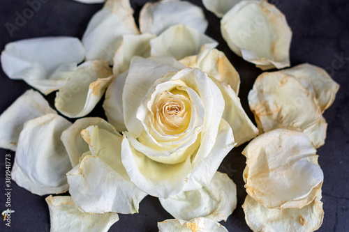 Petals of a white dried rose on a gray background.