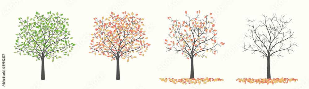 Tree with leaves in four versions, summer and autumn