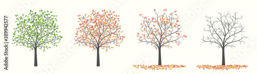 Tree with leaves in four versions, summer and autumn