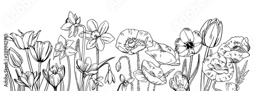 Composition with wild flowers in the row on the bottom of the page. Tulips, poppies, narcissuses, snowdrops. Hand drawn outline vector sketch illustration on white background