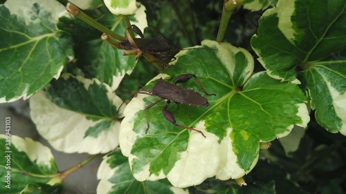 a plant in the garden