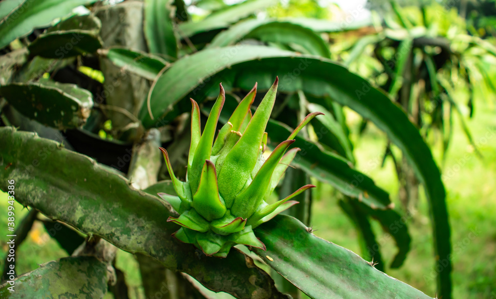 Fototapeta premium Pitahaya or Pitaya is the fruit of several different cactus