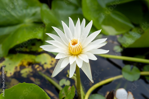 white lotus flower with yellow pollen