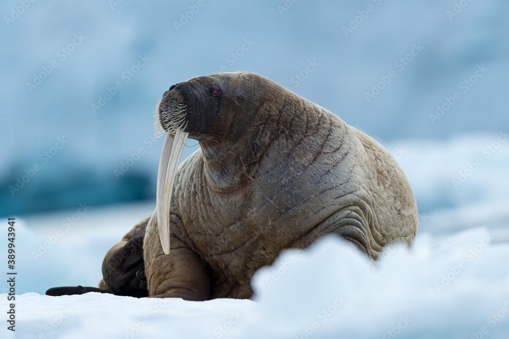 Fototapeta premium Walrus in Arctic Svalbard Winter