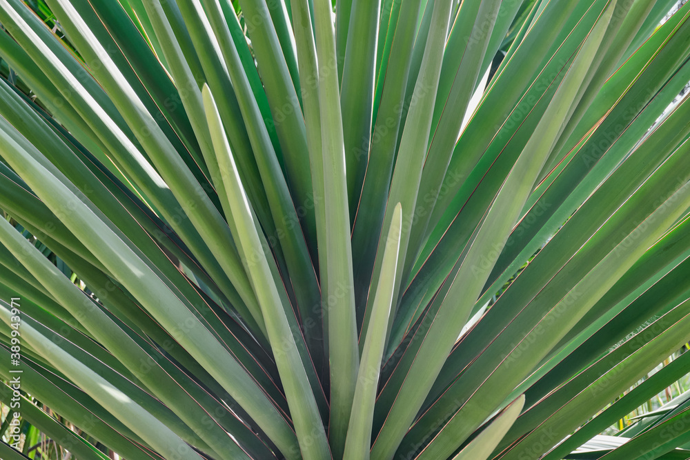 Green palm leaves in the shape of a fan Green palm leaves in the shape of a fan