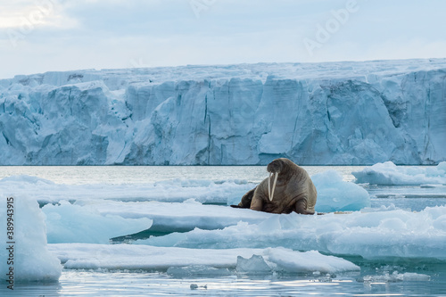 Walrus in Arctic Svalbard Winter