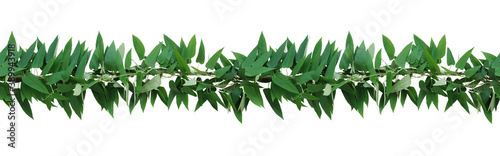 Horizontal seamless nature border with green leaves twisted vines ivy plant, bunch of skunkvine or Chinese fever vine tropical forest plant isolated on white with clipping path. photo