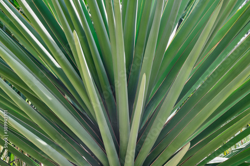 Green palm leaves in the shape of a fan