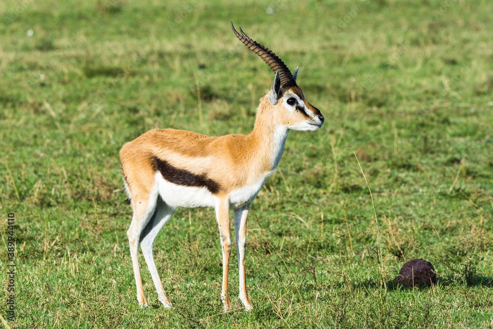 Thomson's gazelle (Eudorcas Thomsonii), Maasai Mara National Reserve, Kenya Thomson's gazelle (Eudorcas Thomsonii), Maasai Mara National Reserve, Kenya