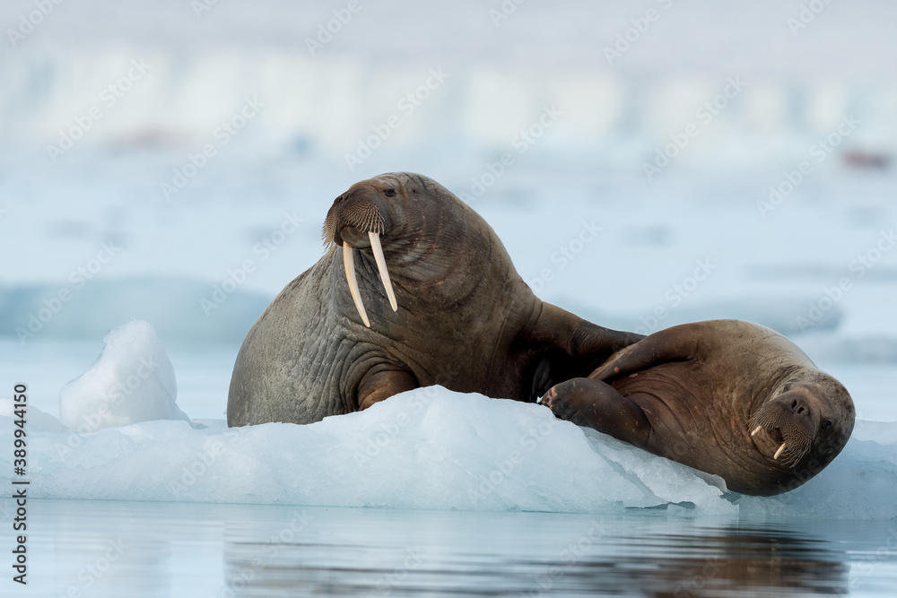Fototapeta premium Walrus in Arctic Svalbard Winter