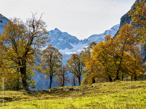 Fototapeta Naklejka Na Ścianę i Meble -  maple trees at Ahornboden, Karwendel mountains, Tyrol, Austria