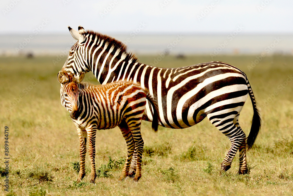 Zebra and baby zebra in the Serengeti in Tanzania, Africa Zebra and baby zebra in the Serengeti in Tanzania, Africa