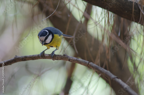 Afrcan blue tit Cyanistes teneriffae hedwigii. The Nublo Rural Park. Tejeda. Gran Canaria. Canary Islands. Spain. photo