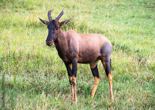 Topi antelope  Maasai Mara national reserve  Kenya