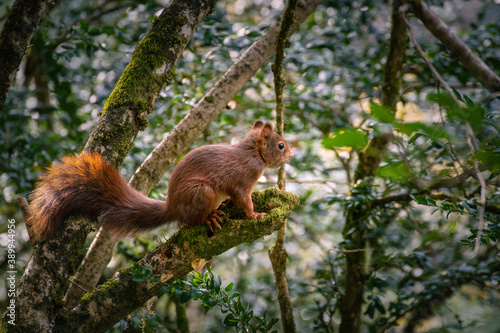 red squirrel on a tree branch © Marc Andreu