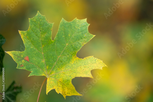 Wundersch  n herbstlich eingef  rbtes Blatt