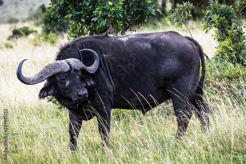Cape buffalo  Maasai Mara National Reserve  Kenya