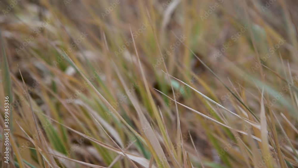 Close up of multi-colored fall grass blowing in a strong wind. The foreground grass is in focus with the background out of focus.
Close up of multi-colored fall grass blowing in a strong wind. The foreground grass is in focus with the background out of focus.