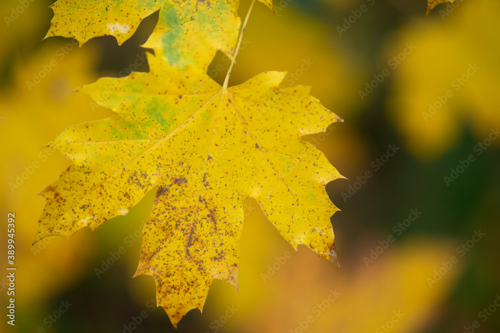Wunderschönes, herbstlich eingefärbtes Blatt Wunderschönes, herbstlich eingefärbtes Blatt