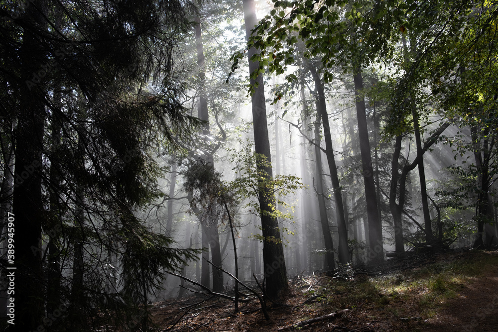 Obraz premium Märchenwald im Nebel