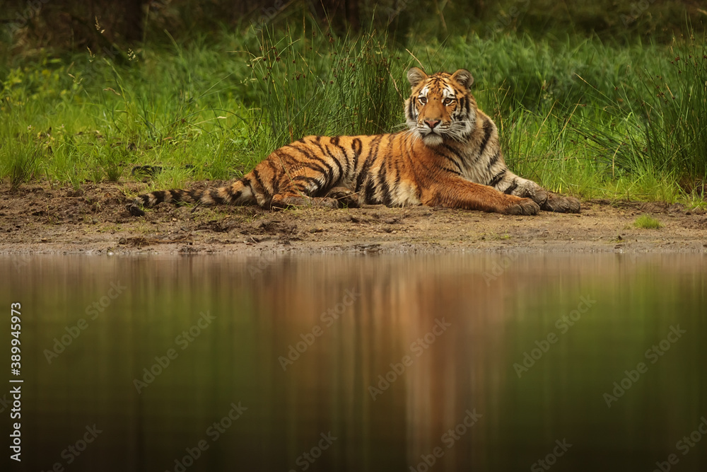 Fototapeta premium Siberian tiger (Panthera tigris tigris) resting on the sandy shore of the lake