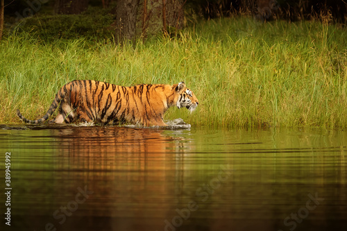 Siberian tiger (Panthera tigris tigris) goes through the water of the lake next to the tall grass