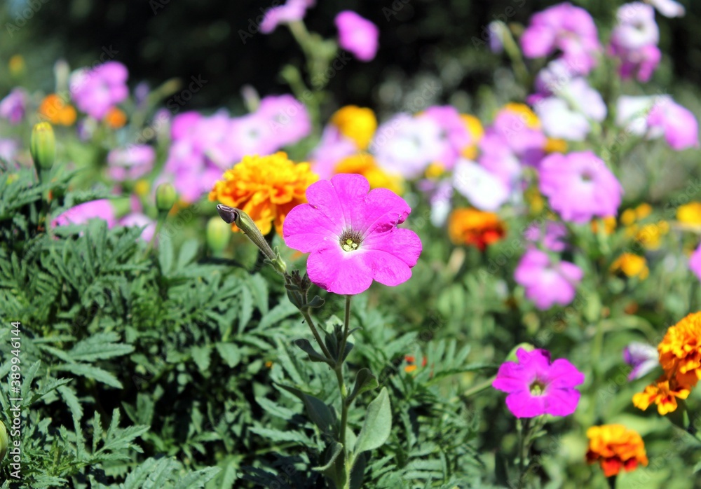 Blooming marigolds and petunias in the city flower bed