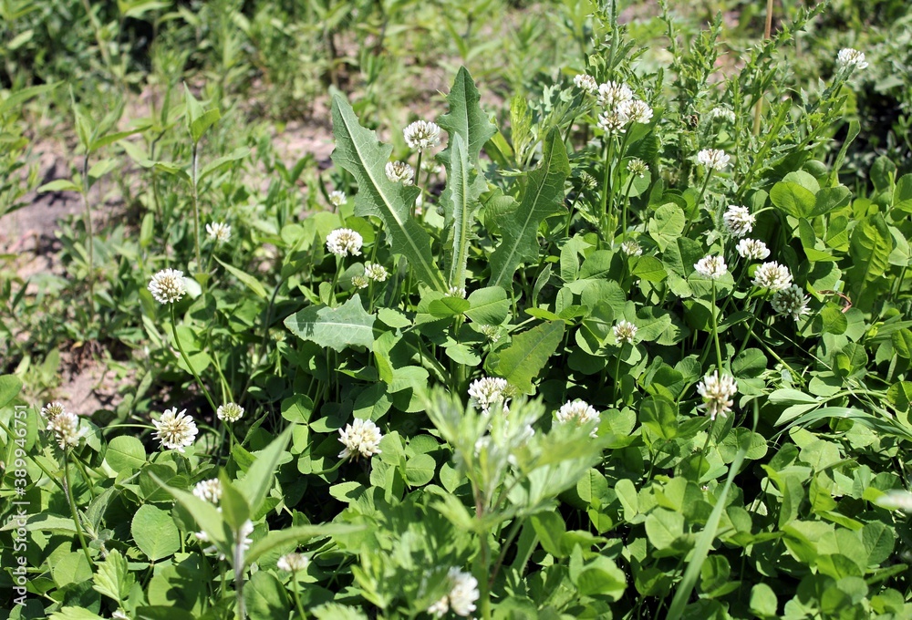 Blooming white clover and field grasses Blooming white clover and field grasses