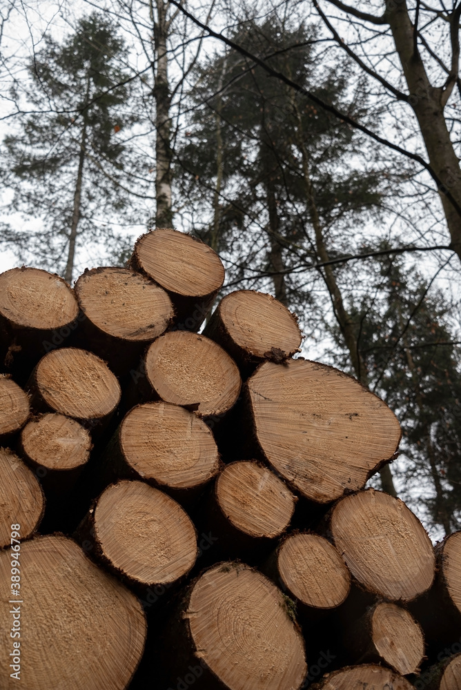 wood stacked on top of each other in the forest wood stacked on top of each other in the forest