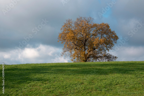 autumn landscape with yellow tree on green field
